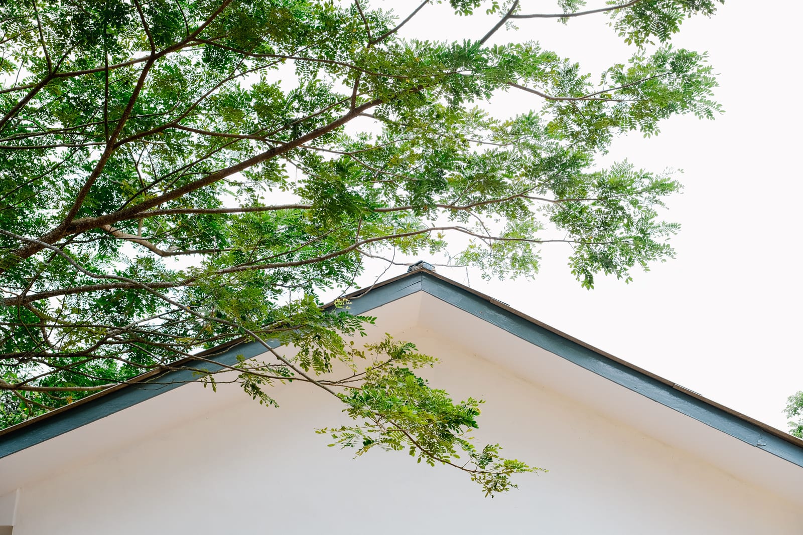 Tree branches hanging over a roof.